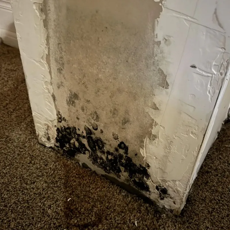 Professional Mold Removal in Williams, CA